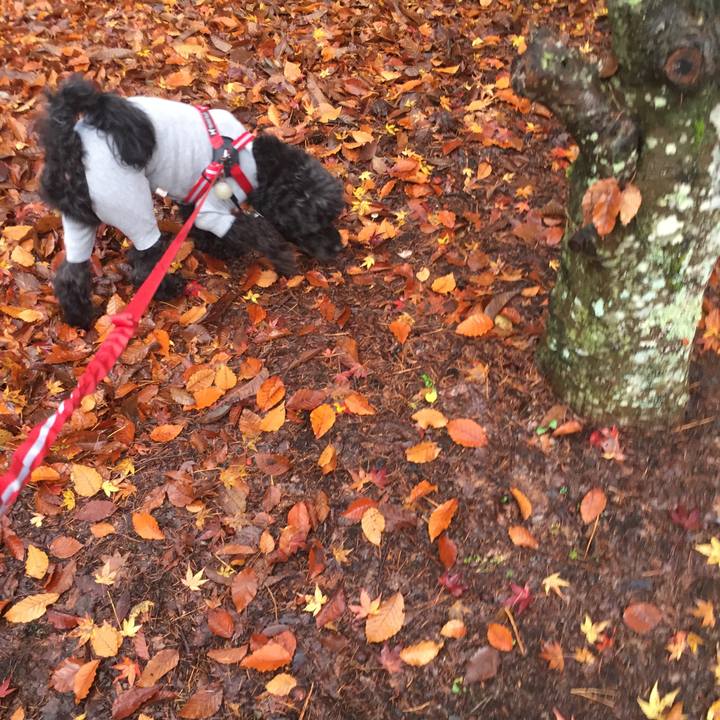 80d2ce60 65da 4ea2 ba90 68cfb0ff7c52