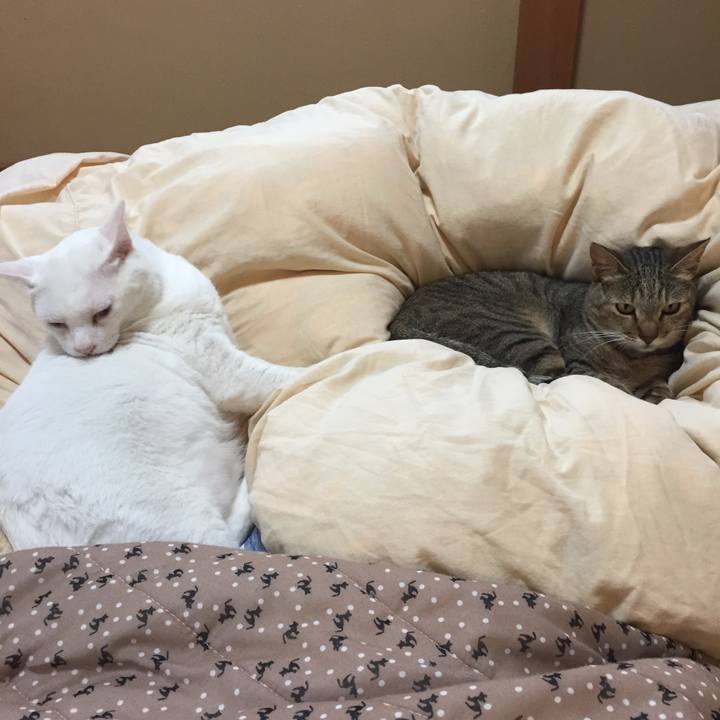 80daa4e8 f4a8 408b 8651 f8ec49c63670