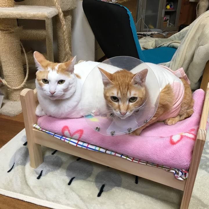 80e8a1ed 602b 4029 add2 bdb0c4a59499