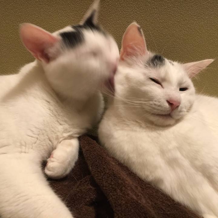 80f8cd02 b86a 4dfb b8c3 1c61031222ab