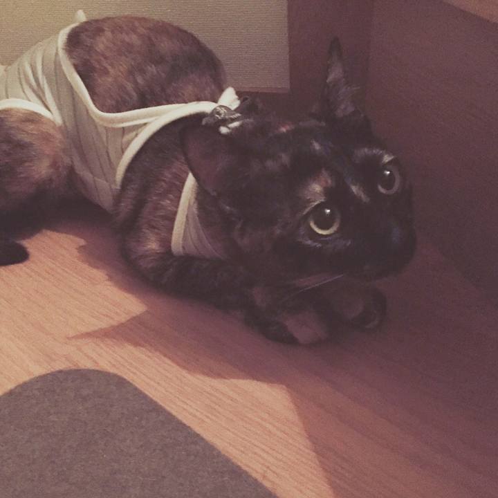 80fb568a a385 413d 9f70 9403c783f2d3