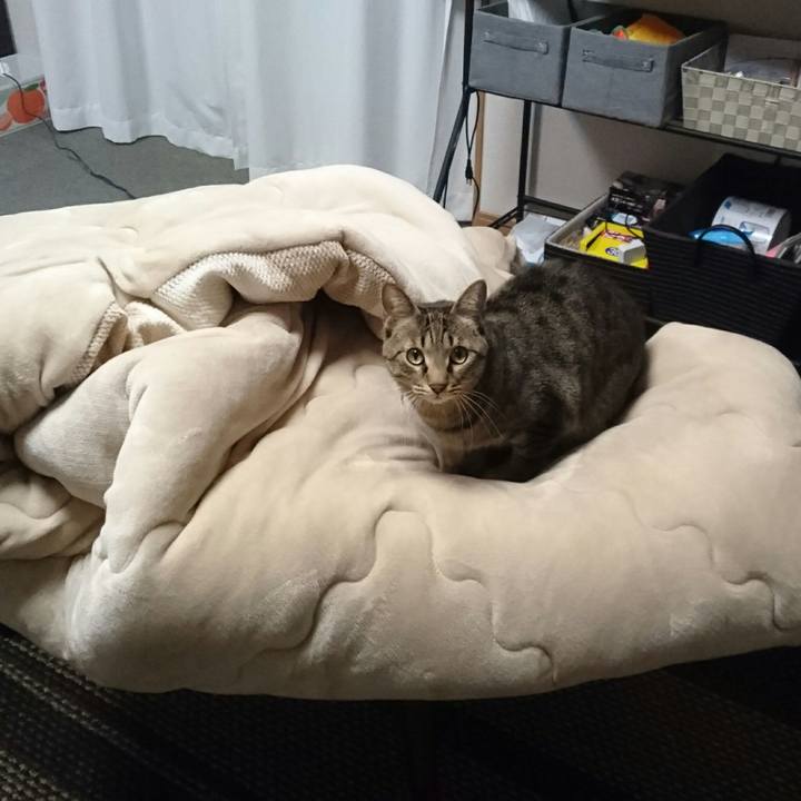 81077cf8 6553 4e47 bac4 4622990b6789