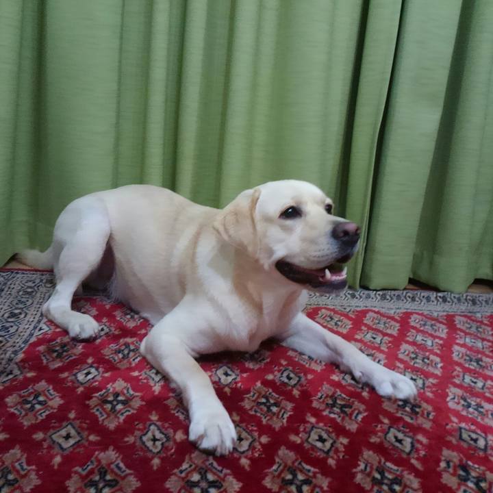 810abb11 85f6 4063 ba75 8e1c6020fa95