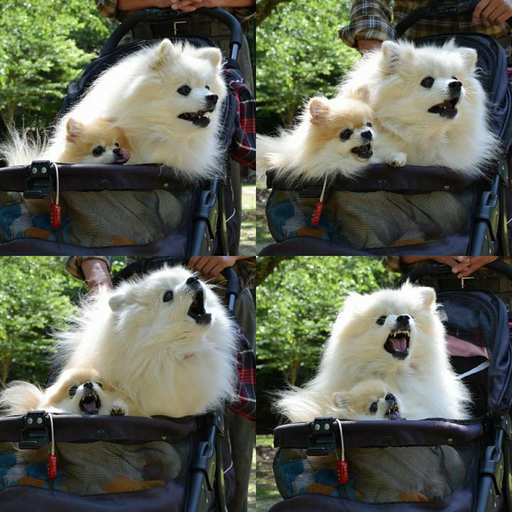 81159d55 c003 4a6d b3d4 9910e6741890