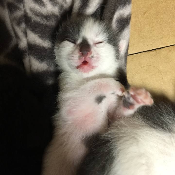 8116ba89 9d4a 4036 b227 9f96dbcbe522