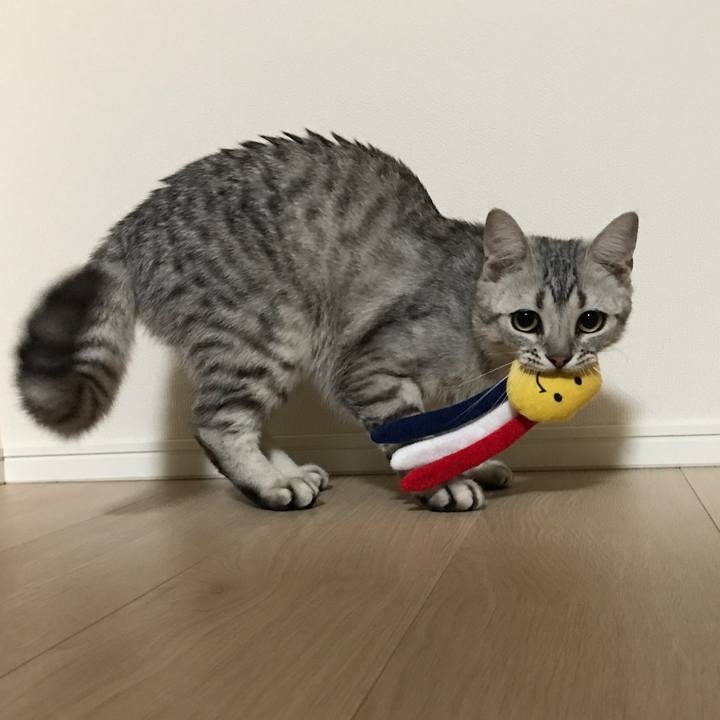 81319619 1428 4e01 9cf3 425f8985d6ae