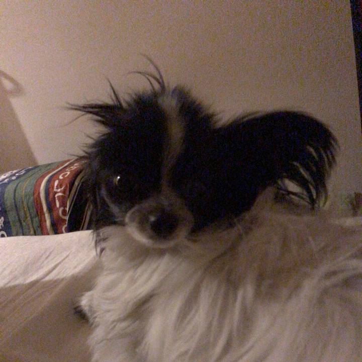 8135caf5 2127 470d a6bd 74f2a80113d8