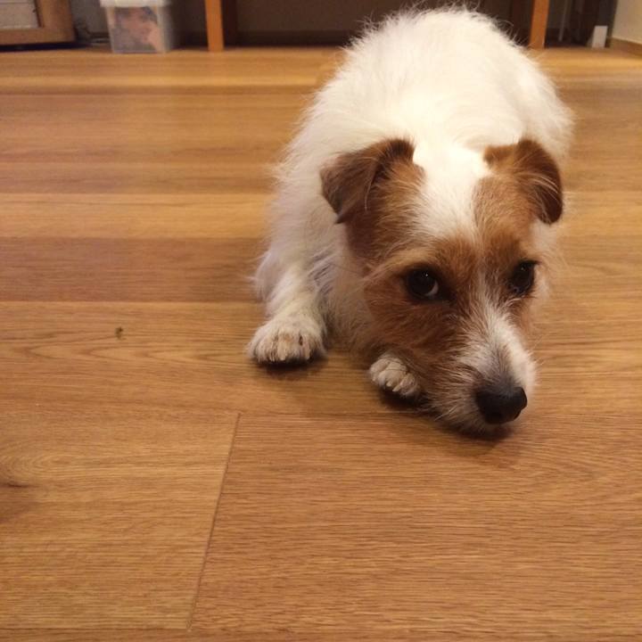 81397b5c 4a38 403a ab0d 2be2df95e39b