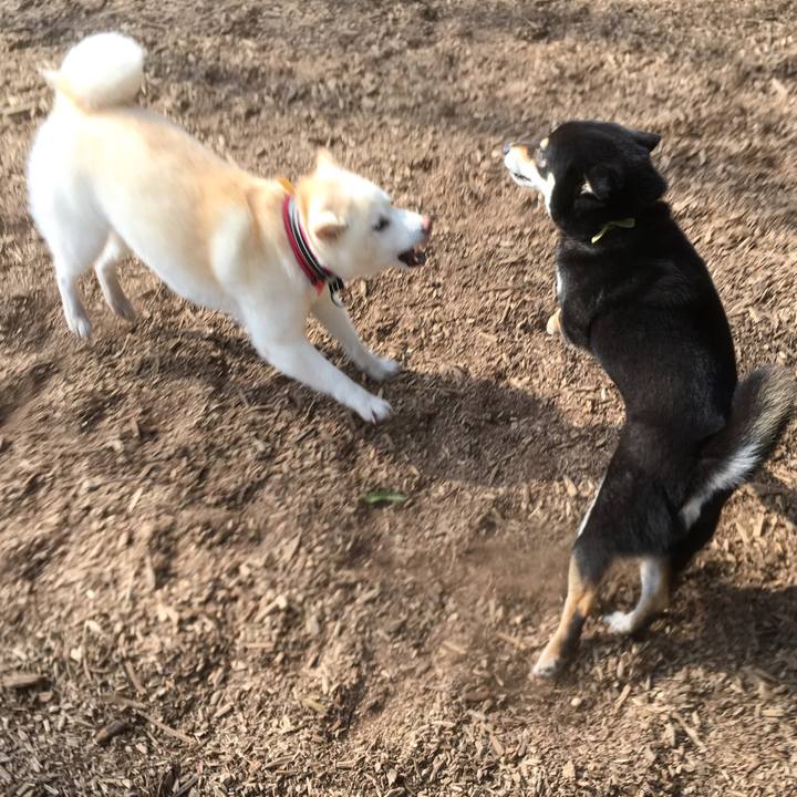 813c325d 351c 44f1 9c32 96b68f94adb4