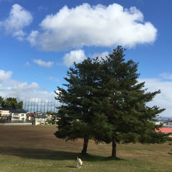 814cae32 8e2a 4534 b77a 9533293205d9