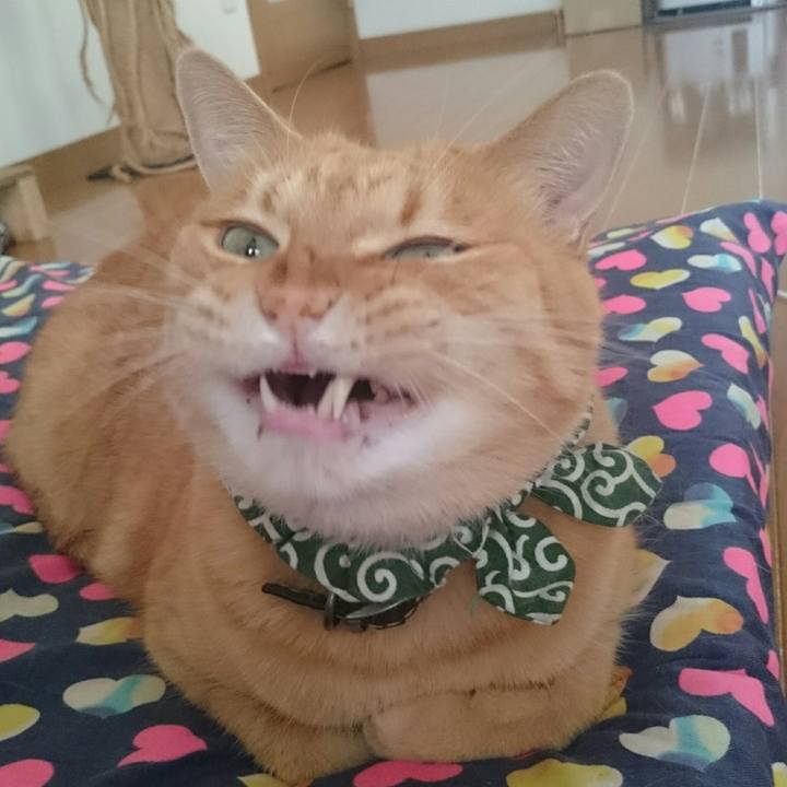 8152ff82 1cf1 4726 a7c8 82531f0f75cc