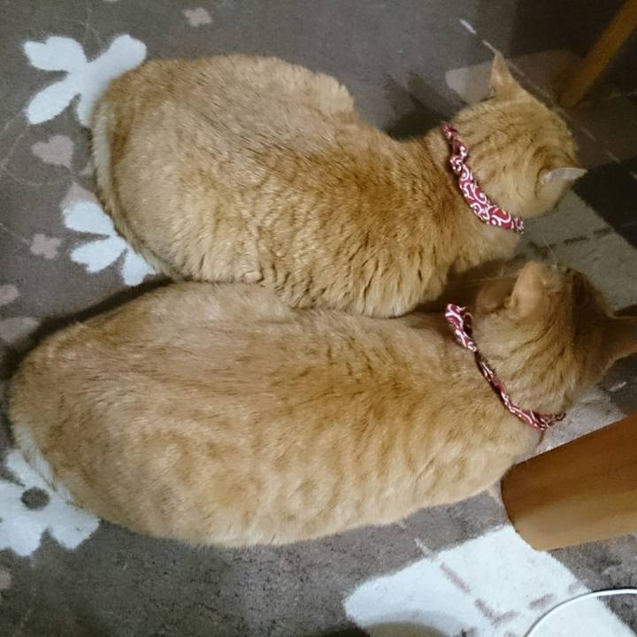 8153e7a9 7282 4c3a aca4 f71af59cca0f