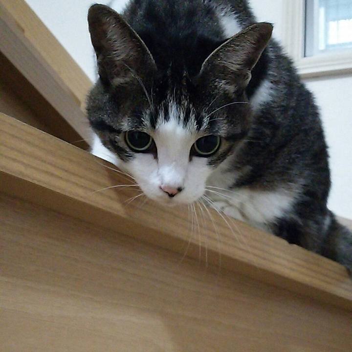 81604d1a 16ea 474a a4d7 19640fc9ddf8