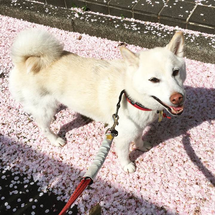 81623404 85a4 433b b25f 760902639809