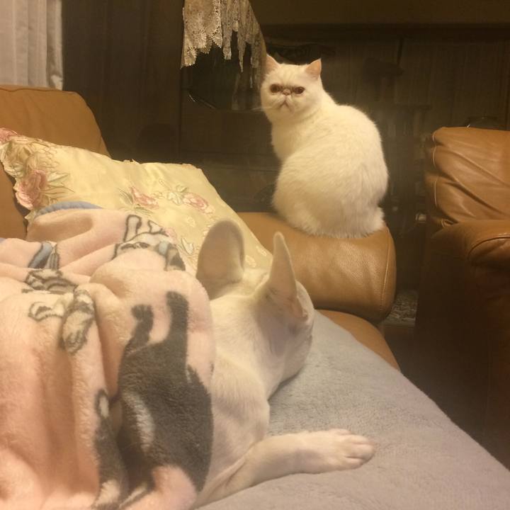 816c484d 3b43 43ed 8be4 d624f7c323bb