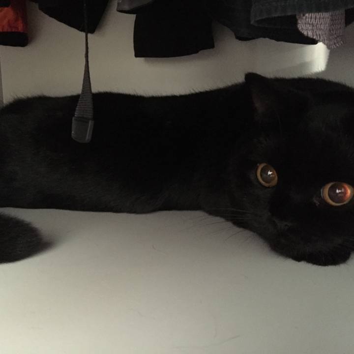 816cf46f e5c8 4ac7 93cb 8df7319cb695