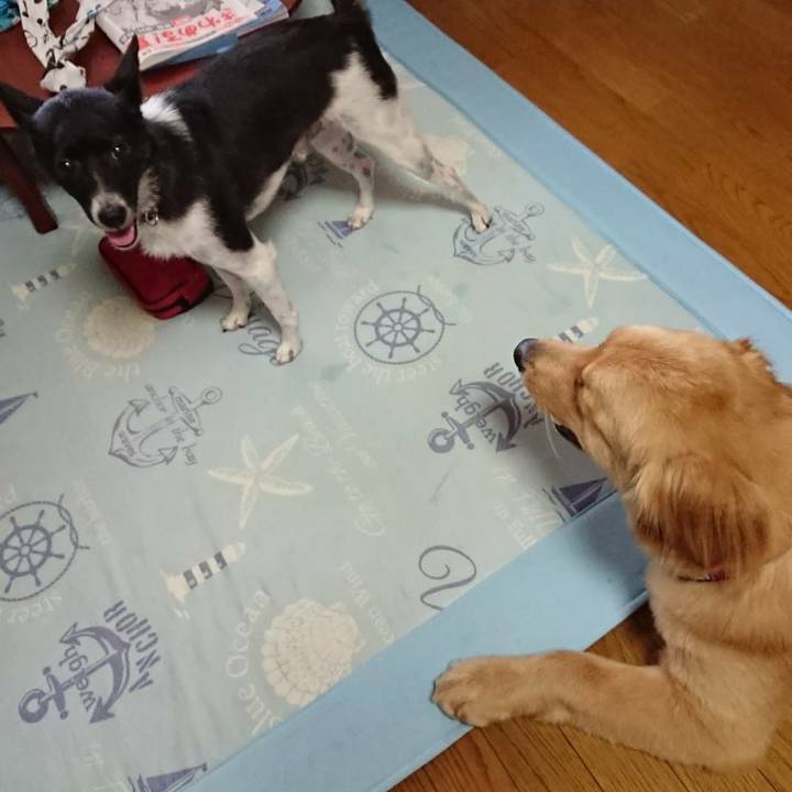 817960b0 0780 4a3e 8c75 c5fe6182ceef