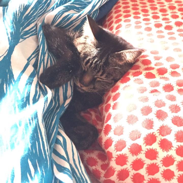 817ccf8d 753b 478e 994b 580420bde844