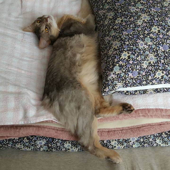 817cf3f4 8b07 45cd 9ea3 fa8684c4e26a