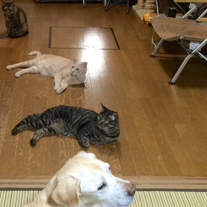 81801845 4cca 45a7 b539 a853f2de8267