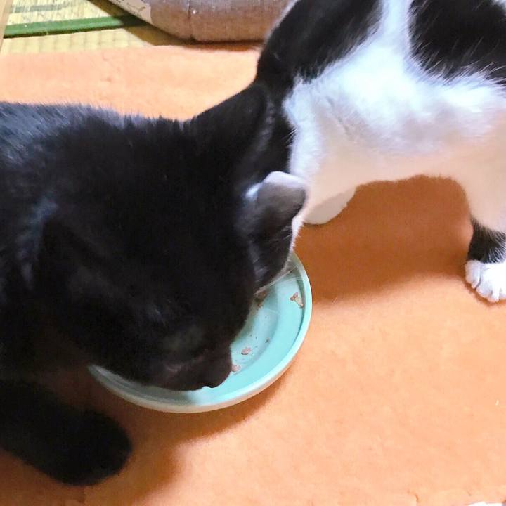 81a0986a c62b 45bb 8a39 70272652539c