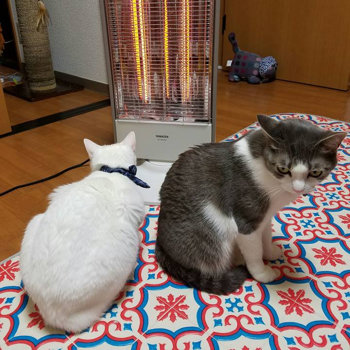 81a1e2ec 04a9 4620 b57f b2b3dc55a861