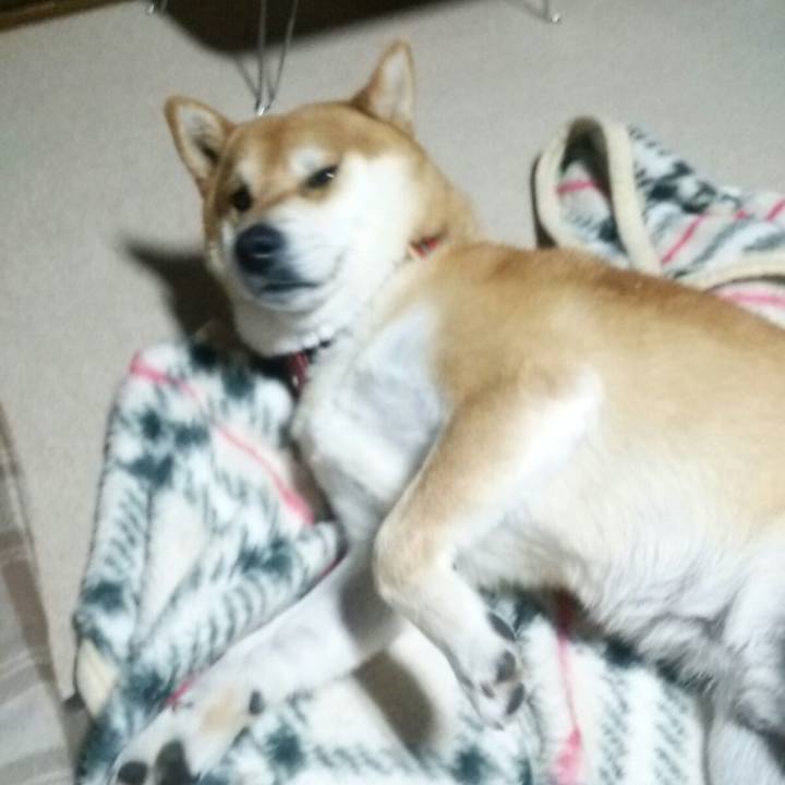 81a2d151 f6a9 4c53 99e2 10fec336a303