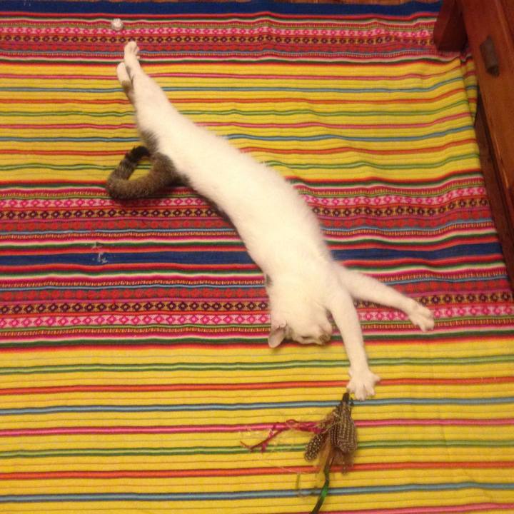 81afaff6 020f 4a28 aa53 c8821ba19305