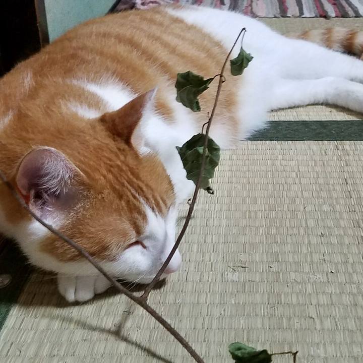 81b71c91 2779 4875 afaf f818f4665d61