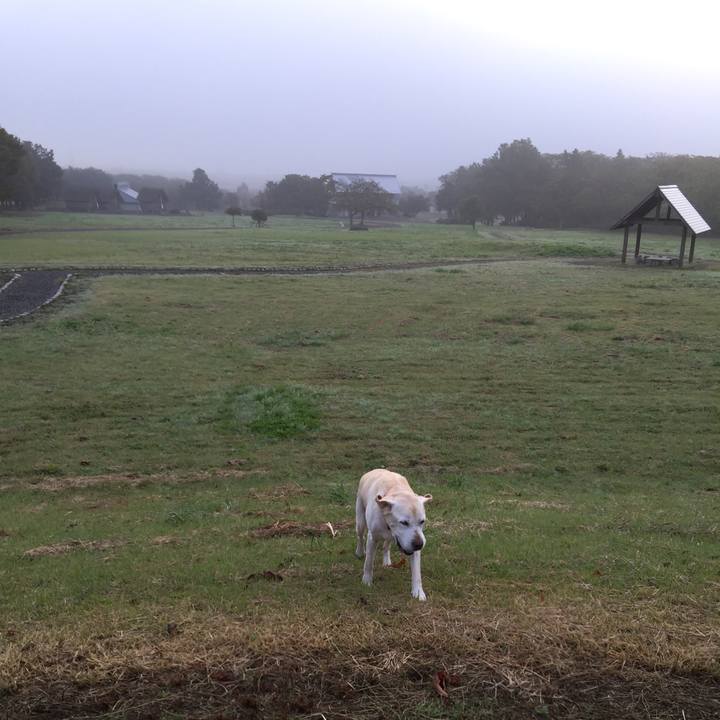 81bd8dcd 2dcf 4238 a53d 7e066734615c