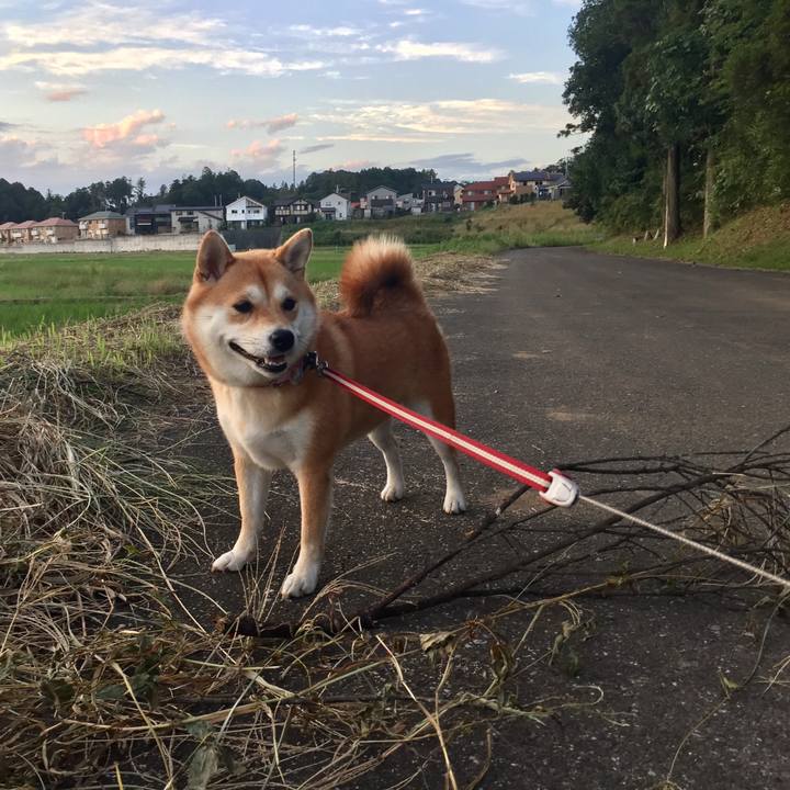 81bdaec0 bd96 4d8a 99dd 00d7ed4a210b