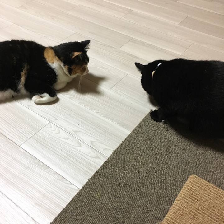 81bfadf9 7319 49a4 b8c5 9ab48560a0e0