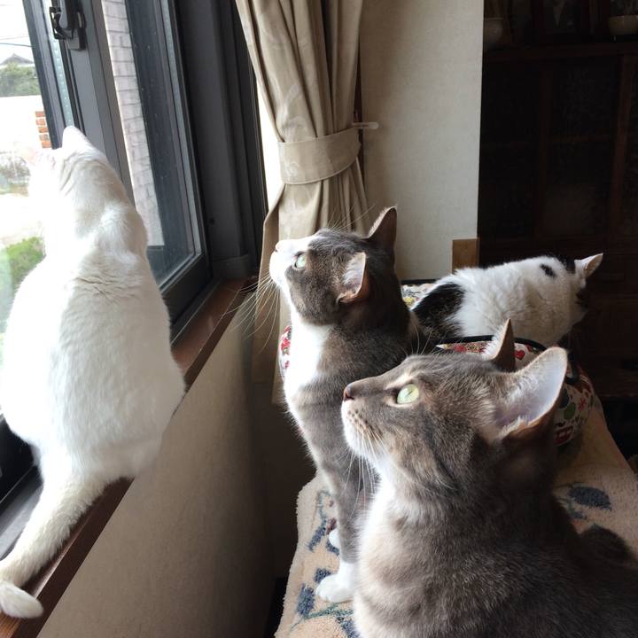 81c05cbc a56e 4420 9fa4 d70fa31d83ca