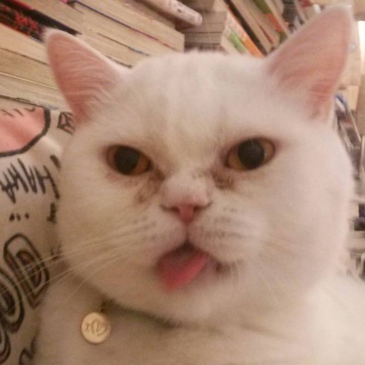 81c1468e ae3c 4031 a1b9 badc79832004