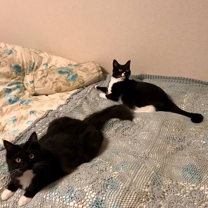 81c15f9c 4a24 4ddc 800e a1a4346b471e