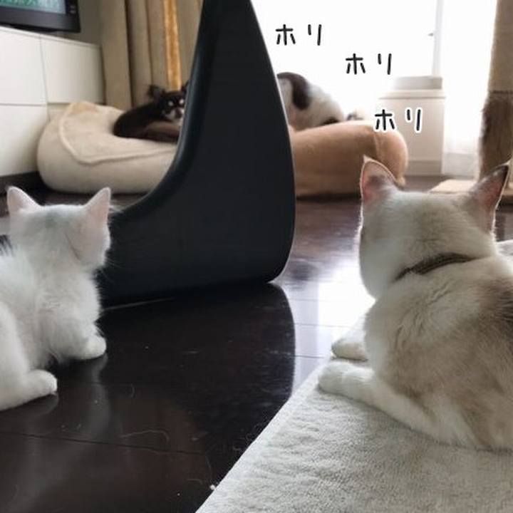 81cad20b 6b39 43c3 90de 3772bf83eca0