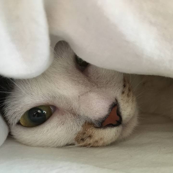 81ccf6af b2cf 4317 82b4 f37b98311210