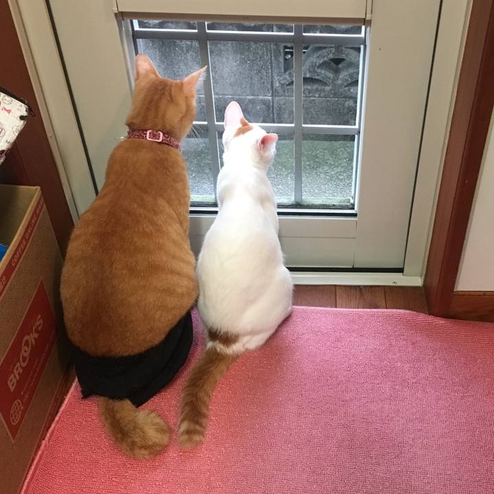 81cee9b3 b1fc 4474 b880 26143fe8a83c