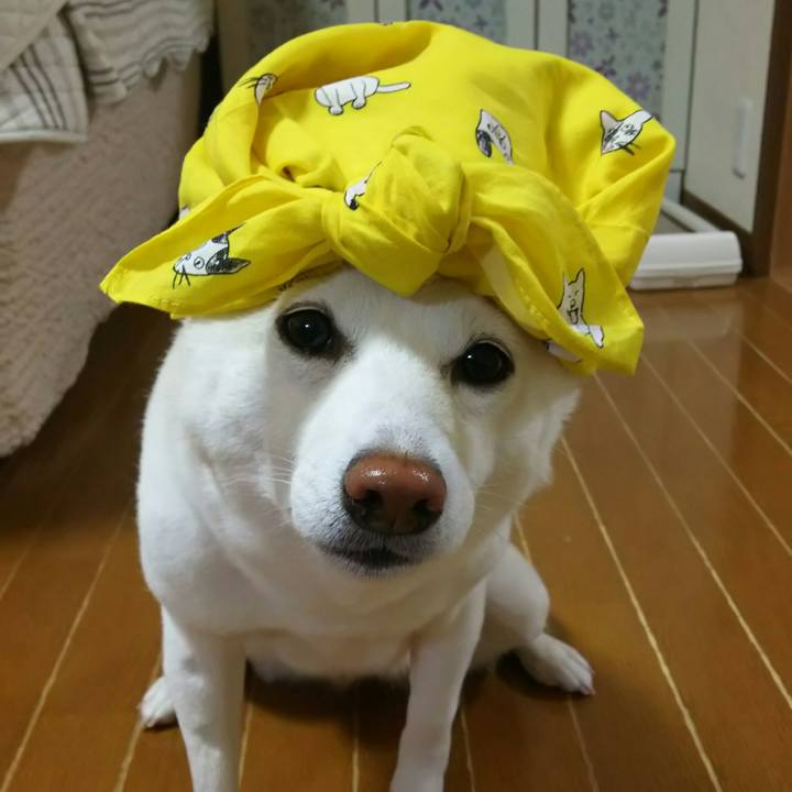 81cf274f b2fa 4dc1 90d8 7496df64a999