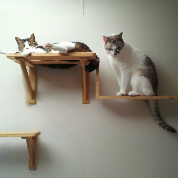 81d882a8 facf 4de6 9e46 b122b6c4f99a