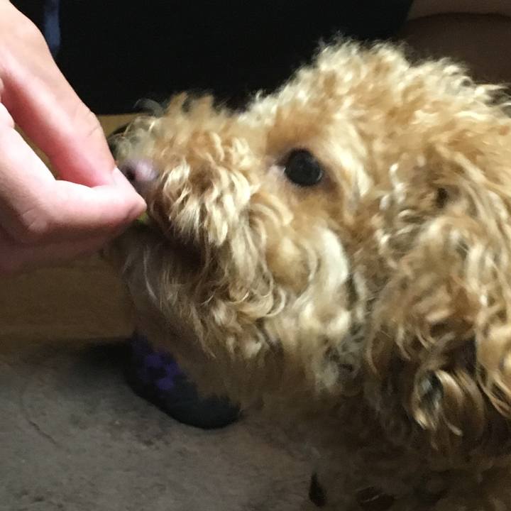 81dc8a43 d274 4d5e a0c4 44619d619680