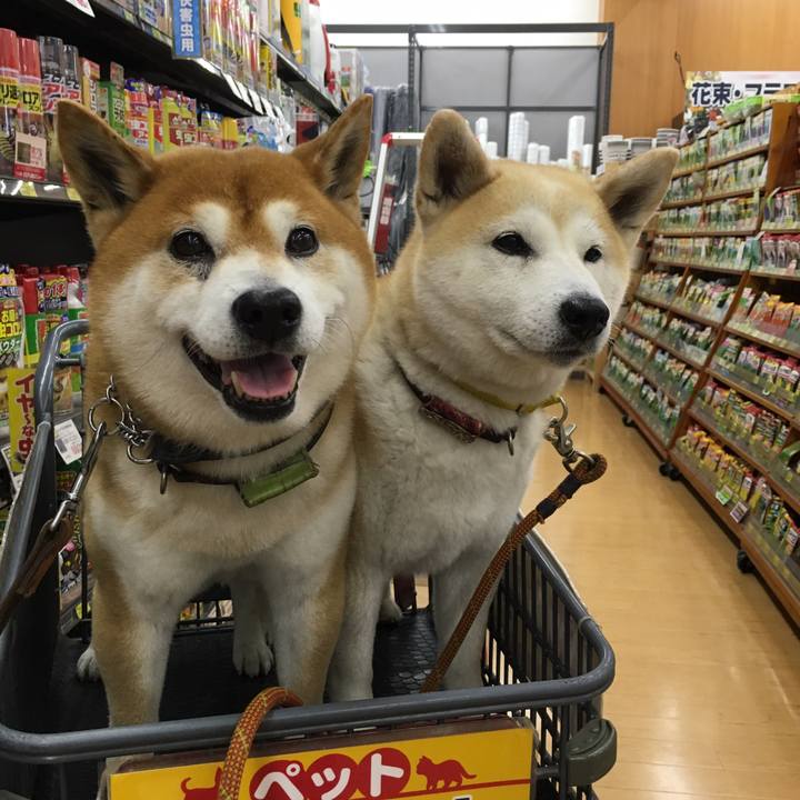 81e038b7 14d5 46a6 a370 83e2fbc52e4a