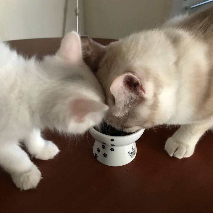 81e6e8b6 9012 45a0 b0fc 40a362fbe2cb