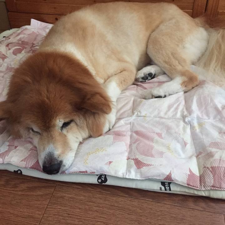 81f18c9a e291 4fd2 a914 80f9c1d666d1