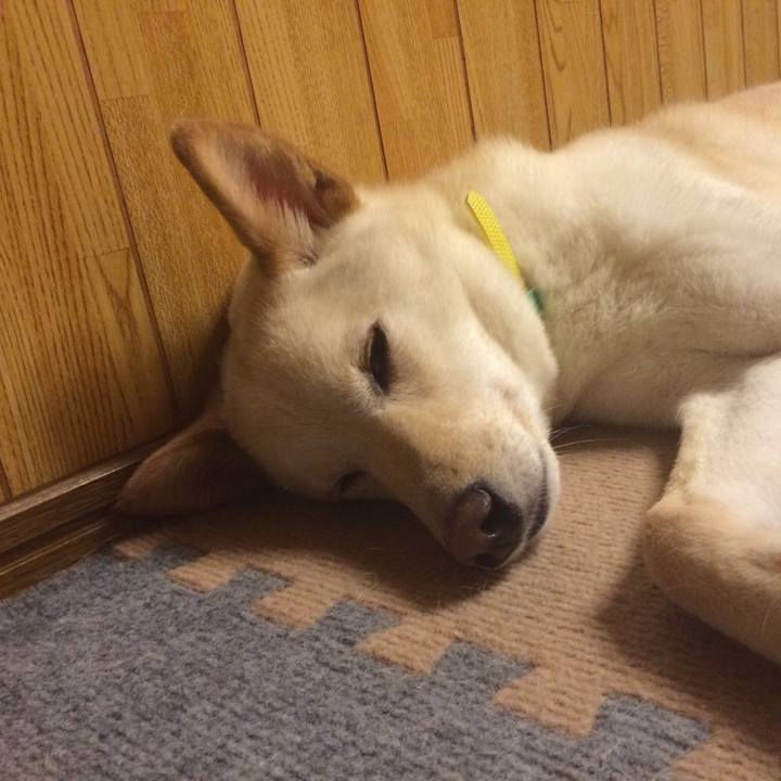 81f4b356 e29a 4d17 9b66 bbe35f58df68