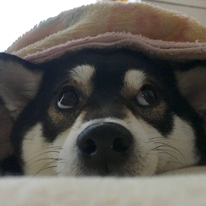 82025ad3 9328 46c7 a3c0 7c01b7681955