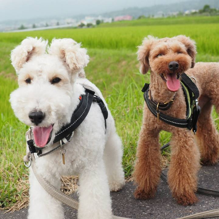 82088b1d cf5f 4e3c b51e fa3c9246ae0a