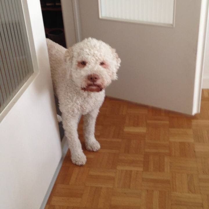 821fd199 c722 418a bdfc e7c43efe0d4e