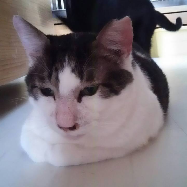 8223da8c 8a26 4eb0 baeb 39ec03f9b881