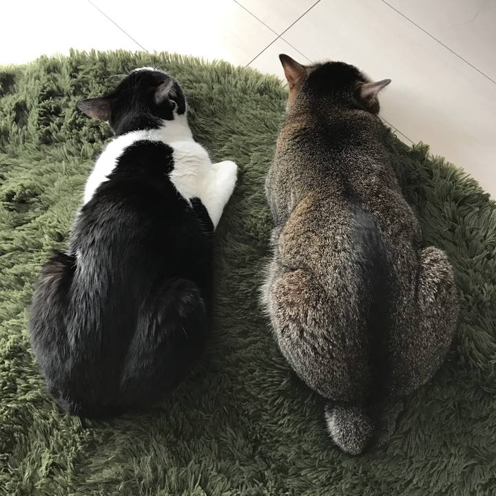 823011e6 fabb 4b55 9c2f f73d9c484e79